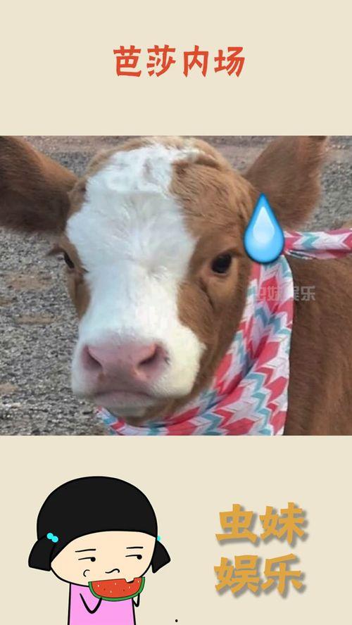 娱乐吃瓜酱鼠,揭秘娱乐圈那些不为人知的幕后故事  第1张